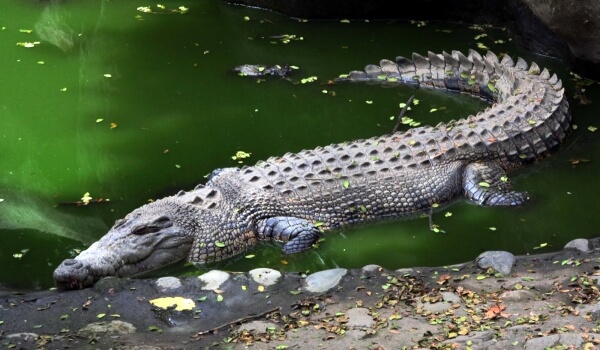 Фото: Гребнистый крокодил в природе