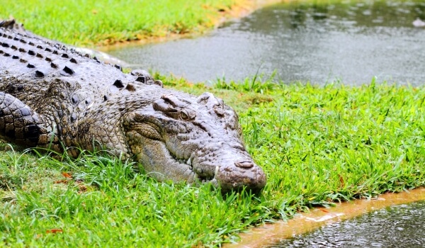 Фото: Гребнистый крокодил из Красной книги