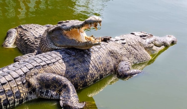 Фото: Большой гребнистый крокодил