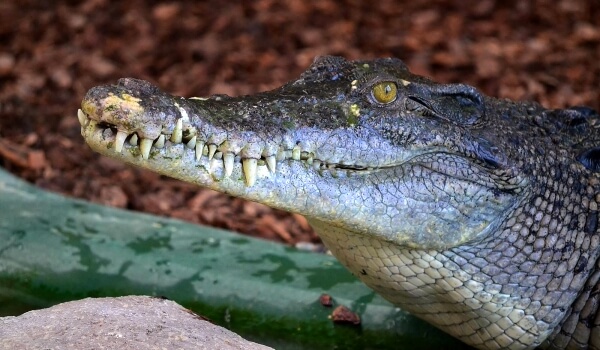 Фото: Гребнистый крокодил Красная книга