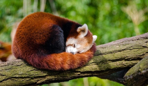 Фото: Малая красная панда Красная книга