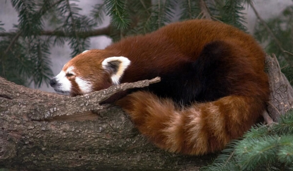 Фото: Малая красная панда из Красной книги