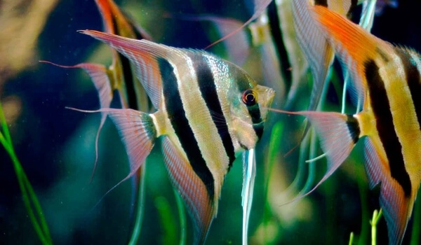 Фото: Рыба скалярия