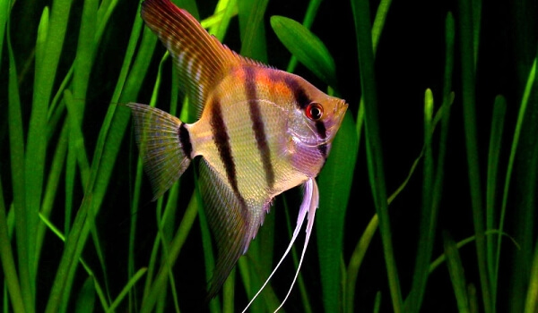 Фото: Рыба скалярия обыкновенная