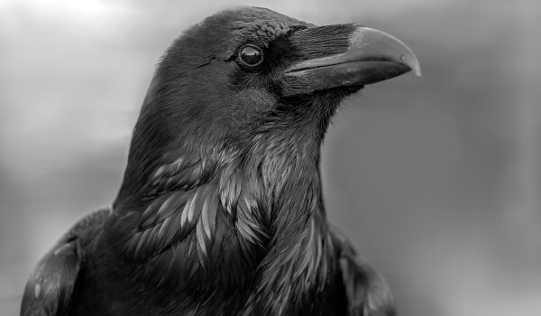 Фото: Черный ворон