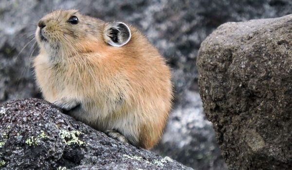 Фото: Животное лемминг