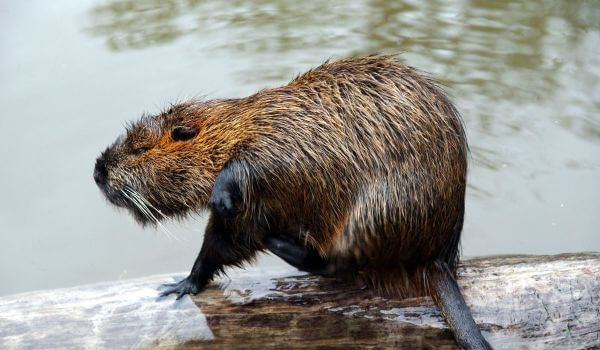 Фото: Животное нутрия