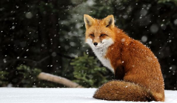 Фото: Животное лисица обыкновенная
