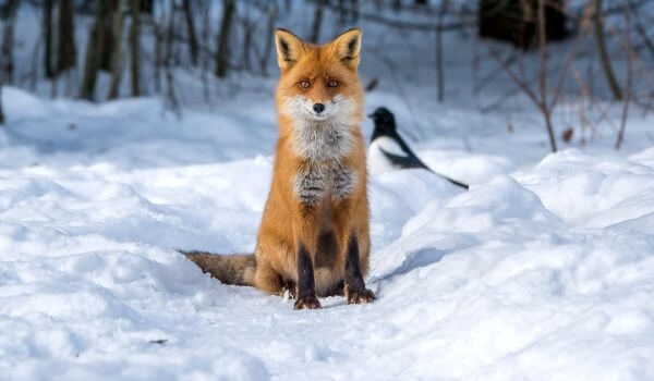 Фото: Животное обыкновенная лисица