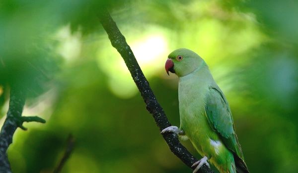 Фото: Александрийский ожереловый попугай