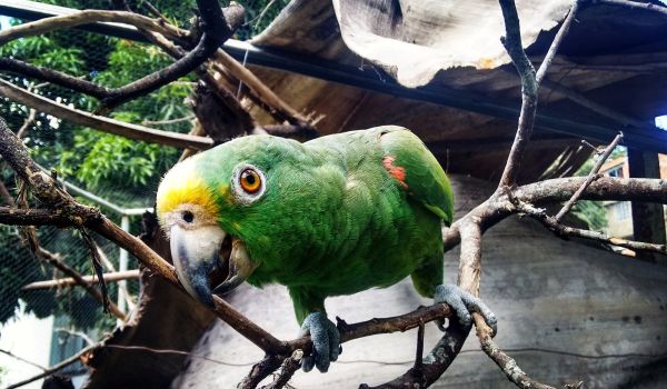 Фото: Самка александрийский попугай
