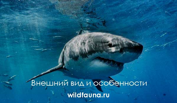 Фото: Большая акула мегалодон