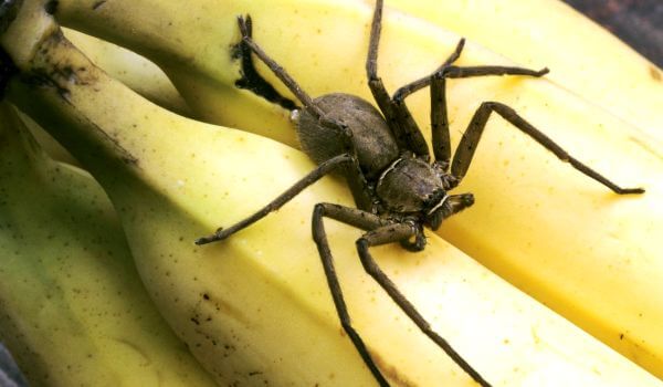 Фото: Бразильский странствующий паук в бананах