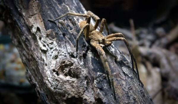 Фото: Бразильский странствующий паук