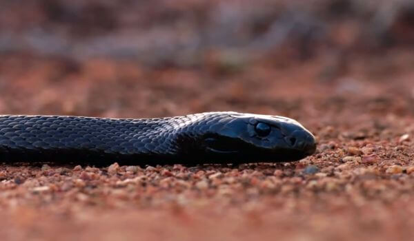 Фото: Змея черная мамба