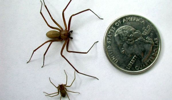 Фото: Ядовитый коричневый паук отшельник