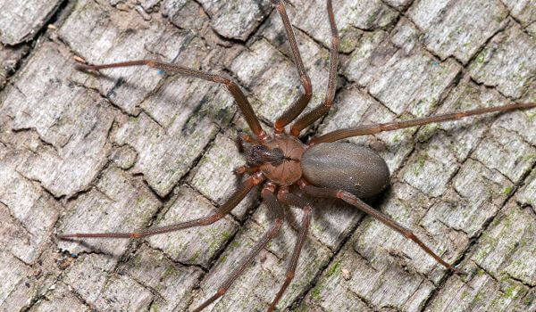Фото: Опасный коричневый паук отшельник