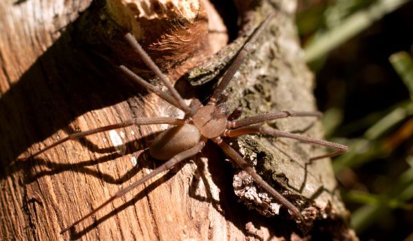 Фото: Ядовитый коричневый паук отшельник