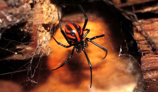 Фото: Крымский паук каракурт