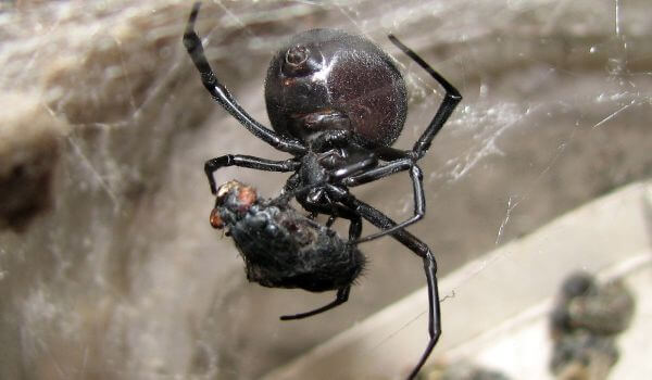 Фото: Ядовитый паук каракурт