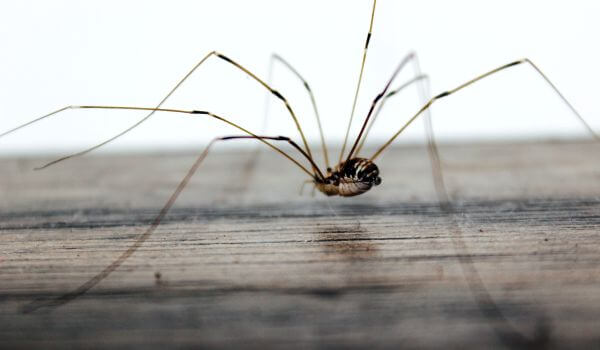 Фото: Опасный паук сенокосец