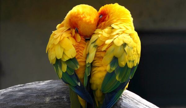 Фото: Птицы попугаи неразлучники