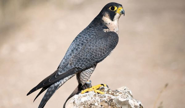 Фото: Хищная птица сапсан