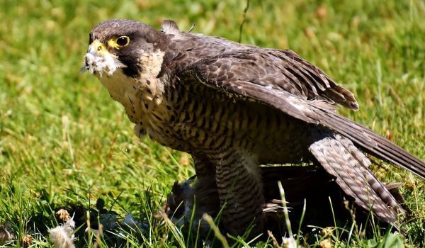 Фото: Птица сапсан