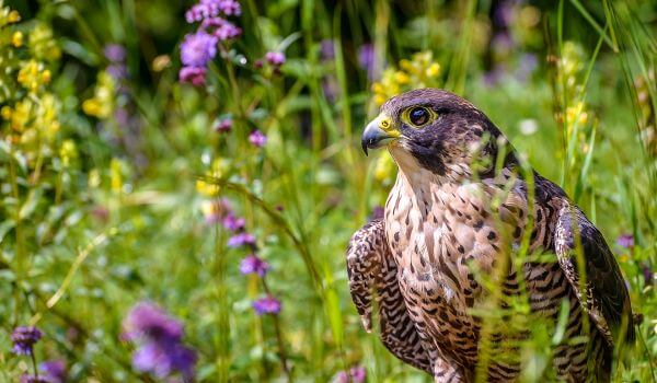 Фото: Сапсан