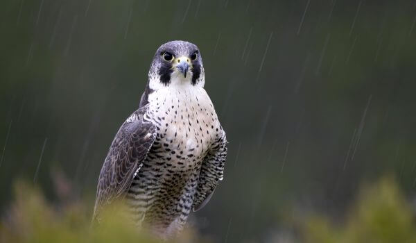 Фото: Птица сапсан