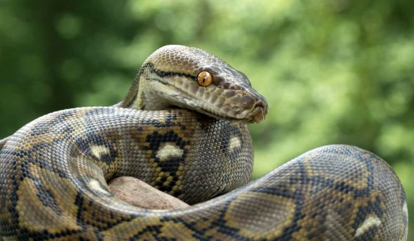 Фото: Змея сетчатый питон