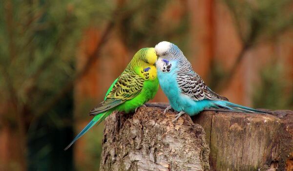 Фото: Пара волнистых попугаев
