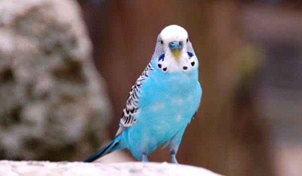 Фото: Голубой волнистый попугай