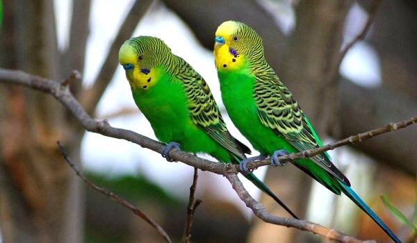 Фото: Волнистые попугаи