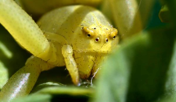 Фото: Ядовитый жёлтый паук