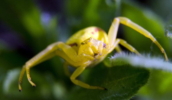 Фото: Маленький жёлтый паук