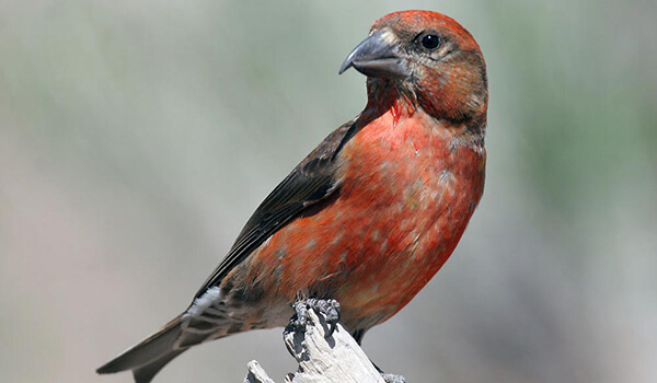 Фото: Птица клёст