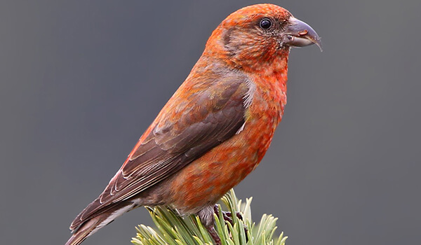 Фото: Клёст