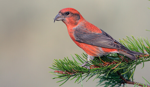 Фото: Певчая птица клёст