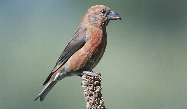 Фото: Птица клёст