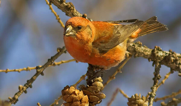 Фото: Как выглядит клёст