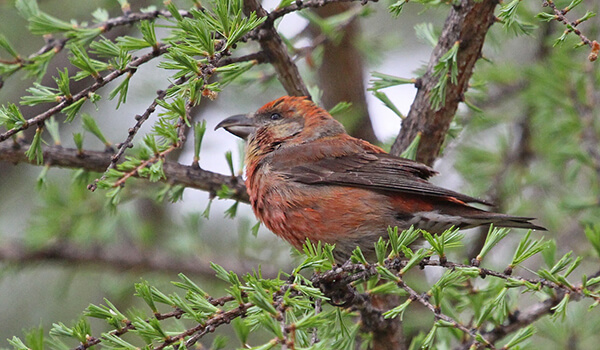 Фото: Клёст в России