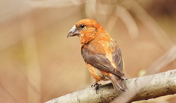Фото: Как выглядит клёст