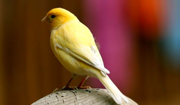 Фото: Птица канарейка