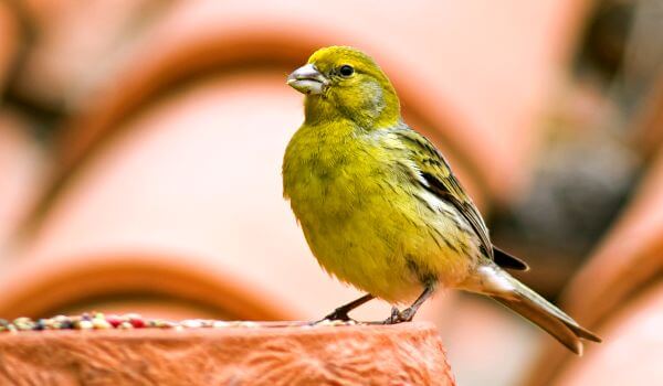 Фото: Певчая птица канарейка