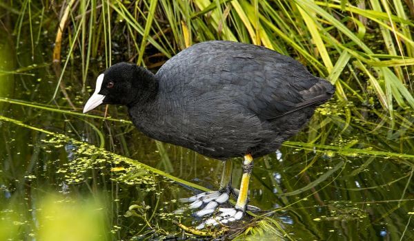 Фото: Лысуха в России