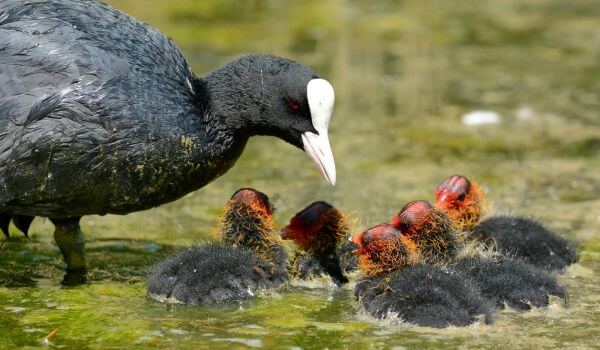 Фото: Птенцы лысухи