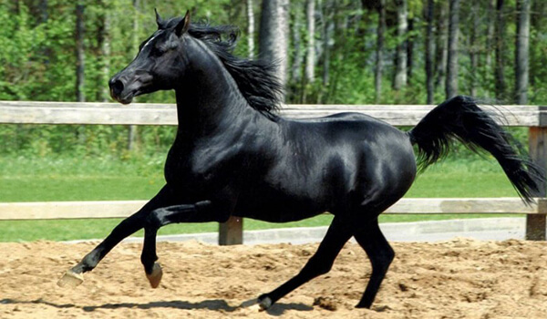 Фото: Арабская лошадь в России