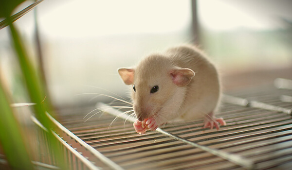 Фото: Домашняя крыса дамбо