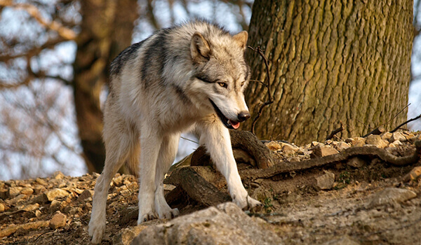 Фото: Серый волк в лесу